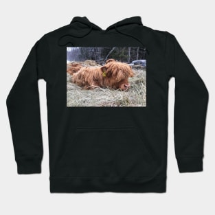 Scottish Highland Cattle Calf 1740 Hoodie